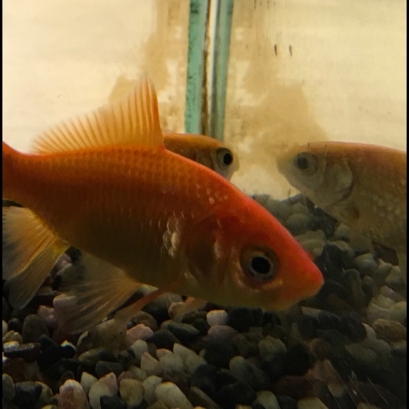 Meet your Posher, Patricia - Picture 1 of 1